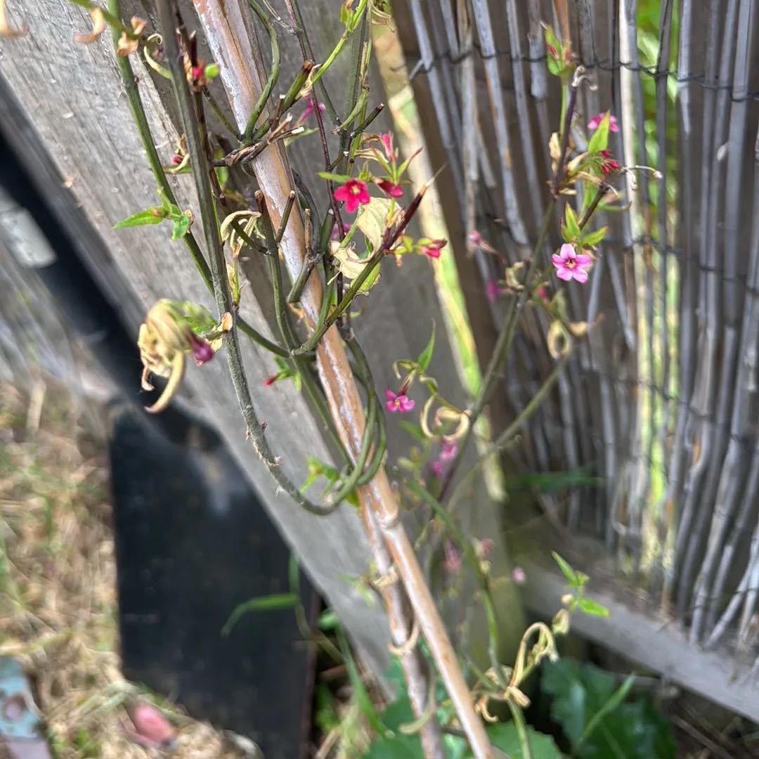 Plant care for Fraxinus dimorpha on Greg, the plant care app