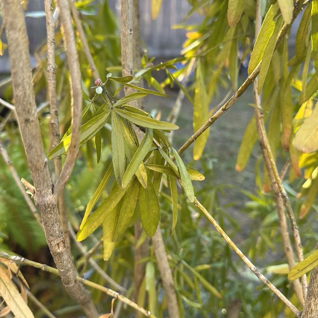 Photo of the plant species Mexican Orange Blossom 'Aztec Pearl' by @ColossalMexico1 named Morgan Treeman on Greg, the plant care app