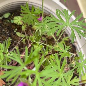 Photo of the plant species Cutleaf Geranium by @DandyBostonfern named Fernie Mac on Greg, the plant care app