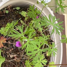 Photo of the plant species Cutleaf Geranium by @DandyBostonfern named Denali on Greg, the plant care app
