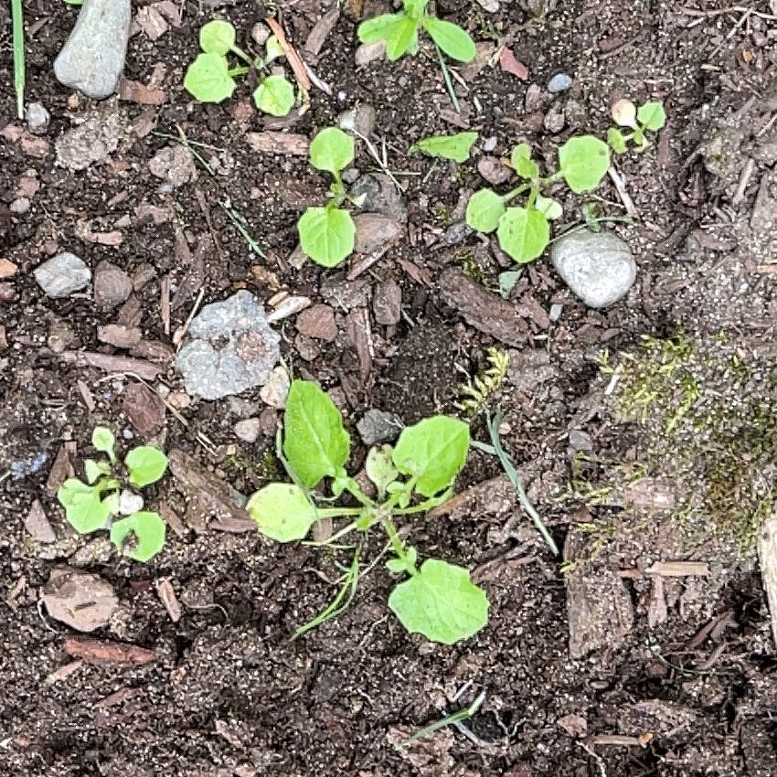 Photo of the plant species Australian Violet by @DandyBostonfern named Sanders on Greg, the plant care app