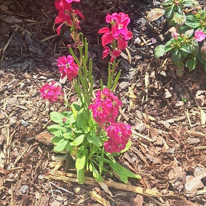 Photo of the plant species Brompton Stock by @WarmRedcap89 named Clooney on Greg, the plant care app