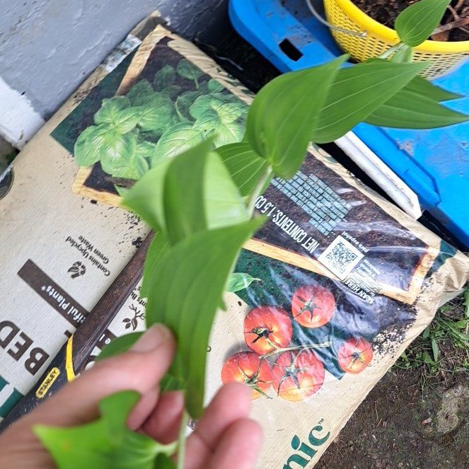 Photo of the plant species Solomon's Seal by @WarmRedcap89 named Queen on Greg, the plant care app