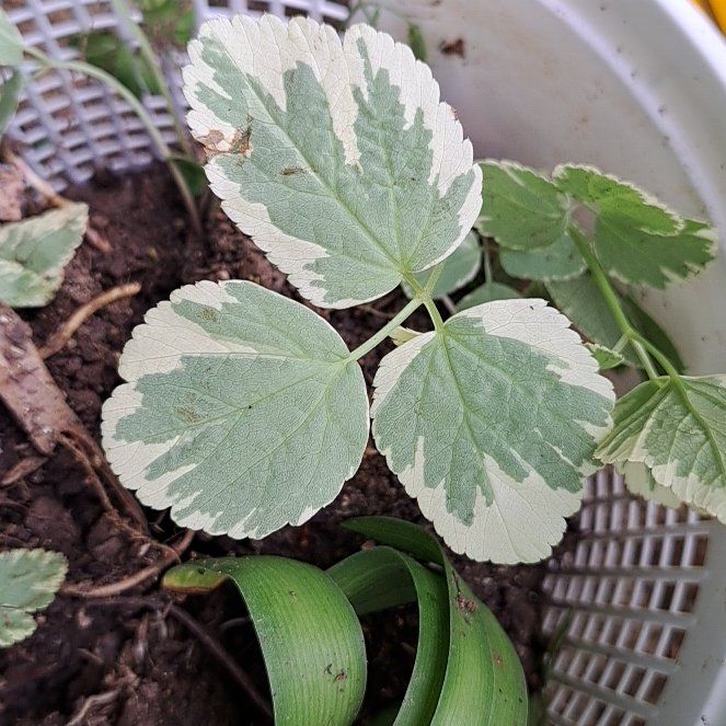 Photo of the plant species Bishop's Goutweed by @WarmRedcap89 named Figyonce on Greg, the plant care app