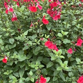 Photo of the plant species Salvia by @PoshLilac8 named Beckham on Greg, the plant care app