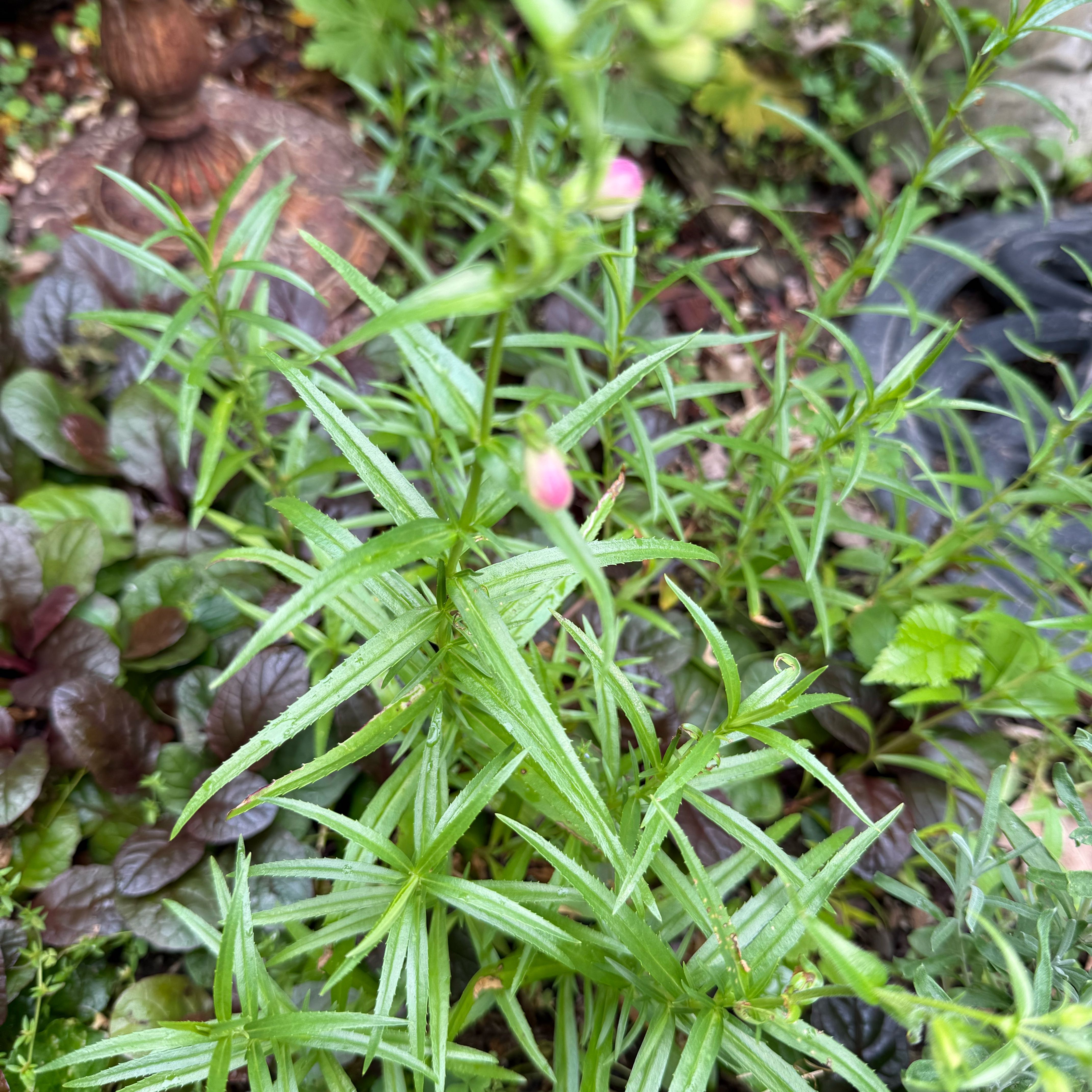 Photo of the plant species Rock Candy Light Pink Beard Tongue by @FunOleaster27 named Huckleberry Fern on Greg, the plant care app