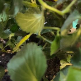 Photo of the plant species Firetail Chenille by @WinLithop74 named Foxxy on Greg, the plant care app