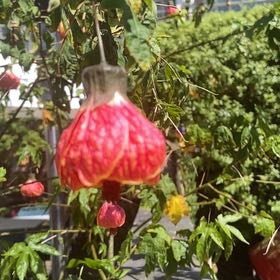 Photo of the plant species Abutilon Striatum by @PetRedcap28 named Fernie Saunders on Greg, the plant care app