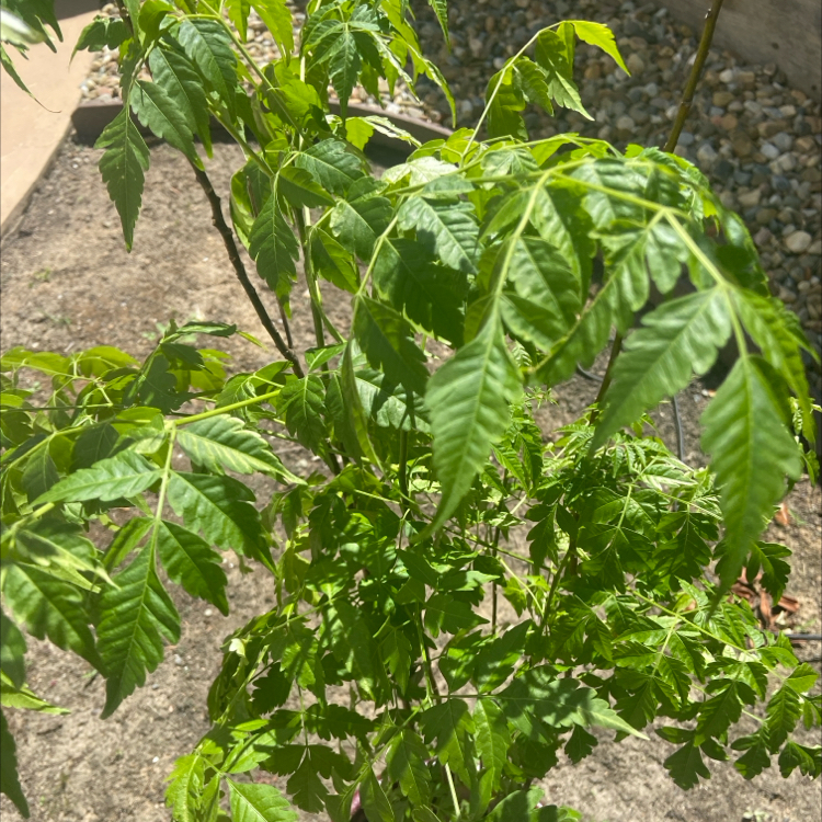 Photo of the plant species China Tree by @PetRedcap28 named Elina on Greg, the plant care app