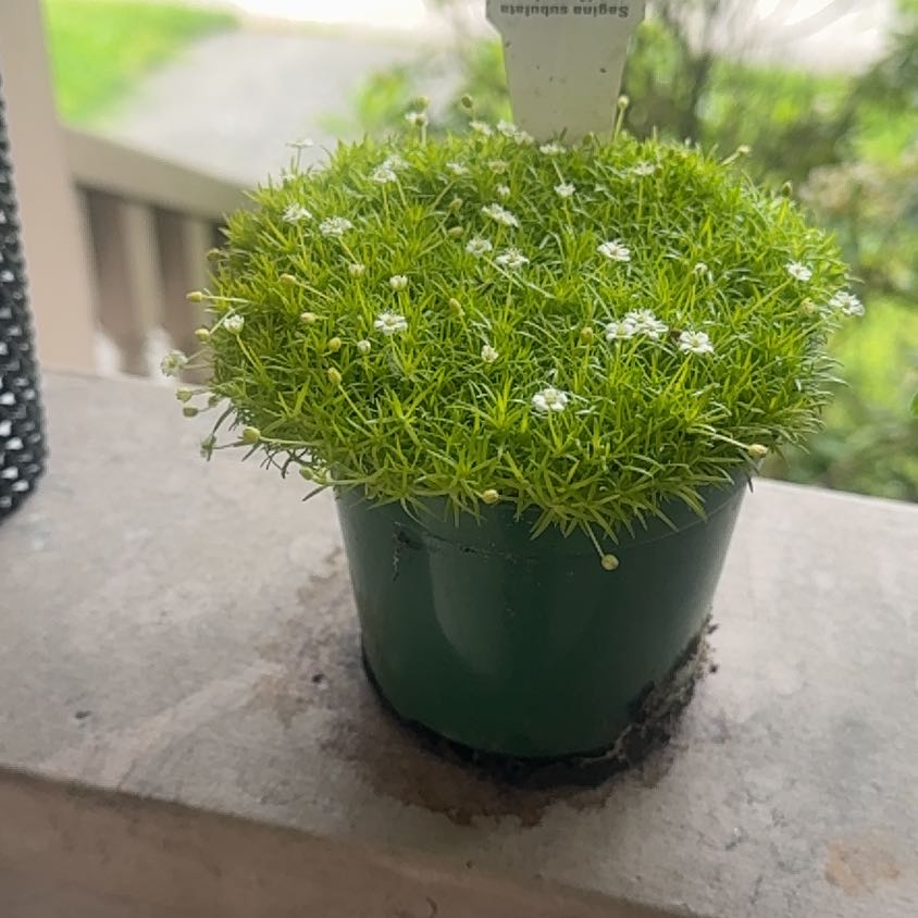 Photo of the plant species Scotch Moss by @SoaringCorrea98 named Stella on Greg, the plant care app