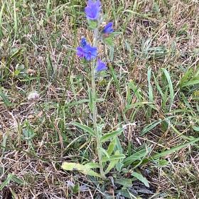 Photo of the plant species Common Viper's-Bugloss by @RightfulCactus7 named Anne on Greg, the plant care app