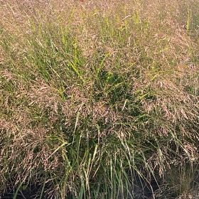 Photo of the plant species Old Switch Panic Grass by @RightfulCactus7 named Pax on Greg, the plant care app