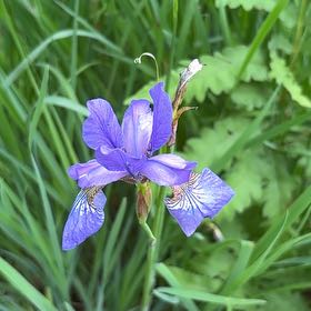 Photo of the plant species Siberian Iris by @ExactEncina51 named Bruce Lee on Greg, the plant care app