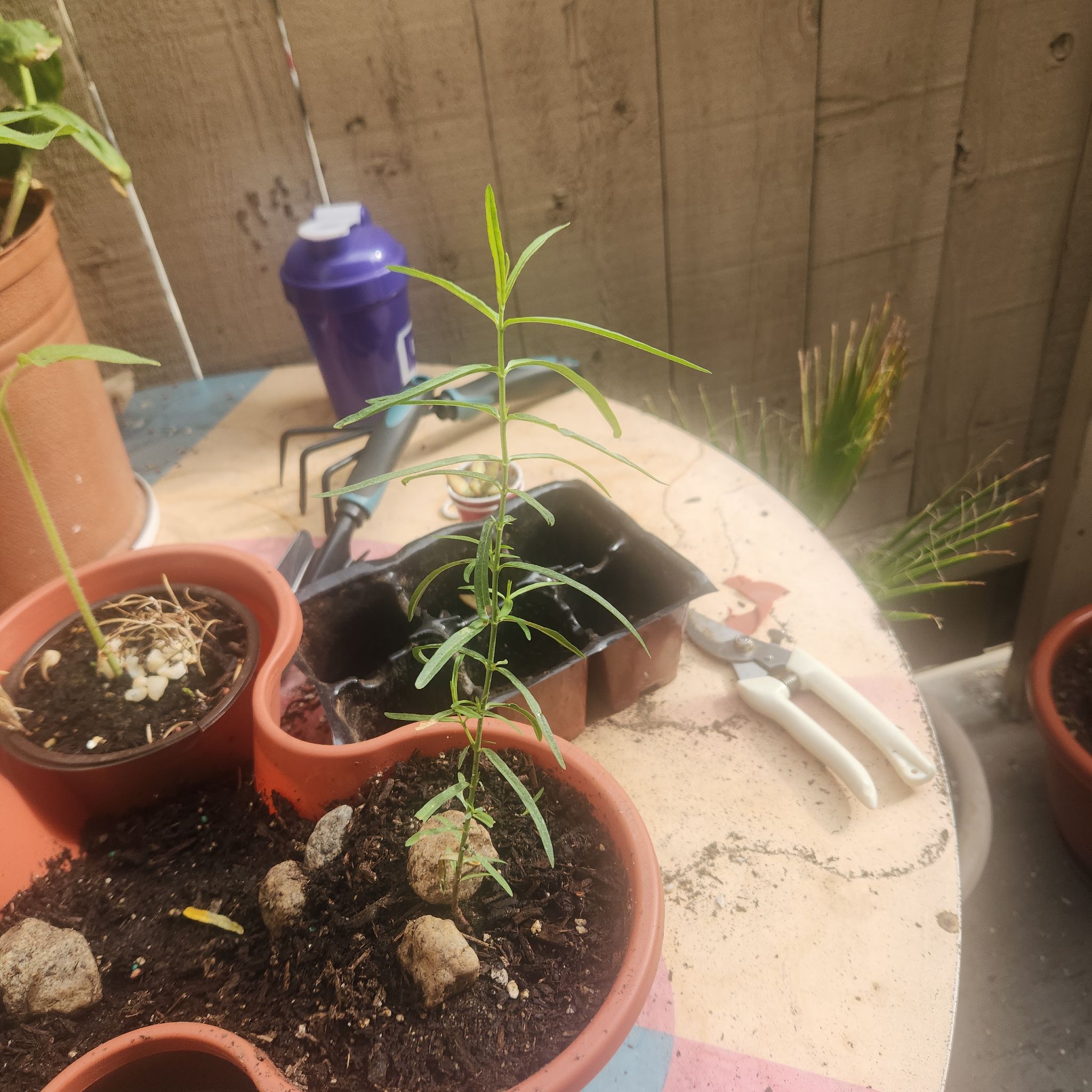 Photo of the plant species Mexican Milkweed by @brujitaverde named Darryl on Greg, the plant care app