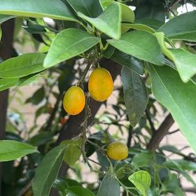 Photo of the plant species Sapote by @PrizedAthelpine named Doja Cat on Greg, the plant care app