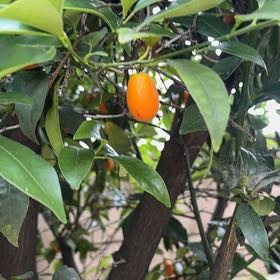 Photo of the plant species Sapote by @PrizedAthelpine named Rainier on Greg, the plant care app