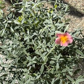 Photo of the plant species Helianthemum 'Diana' by @HipOakmoss19 named Fernie Mac on Greg, the plant care app