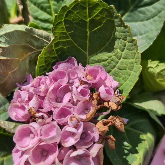 Photo of the plant species Hydrangea 'Elizabeth Ashley' by @SparklyMaitake named Purple Finch on Greg, the plant care app