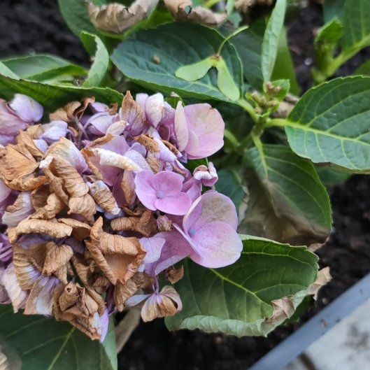 Photo of the plant species Hydrangea 'Elizabeth Ashley' by @SparklyMaitake named Maple Key on Greg, the plant care app
