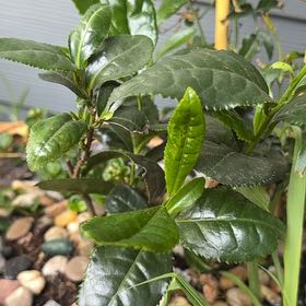 Photo of the plant species Tea Plant by @SnappyBarley89 named Osmo on Greg, the plant care app