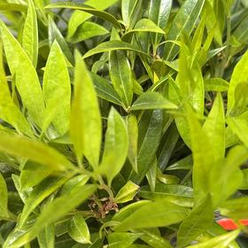 Photo of the plant species Fragrant Valley Sweet Box by @SnappyBarley89 named Doja Cat on Greg, the plant care app