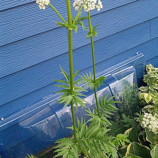 Photo of the plant species Garden Valerian by @AwakeEllisia40 named Prince on Greg, the plant care app