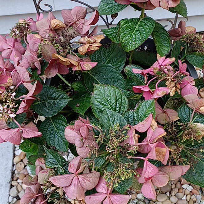 Photo of the plant species Strawberries and Cream Hydrangea by @PoshCanadalily named Delia on Greg, the plant care app
