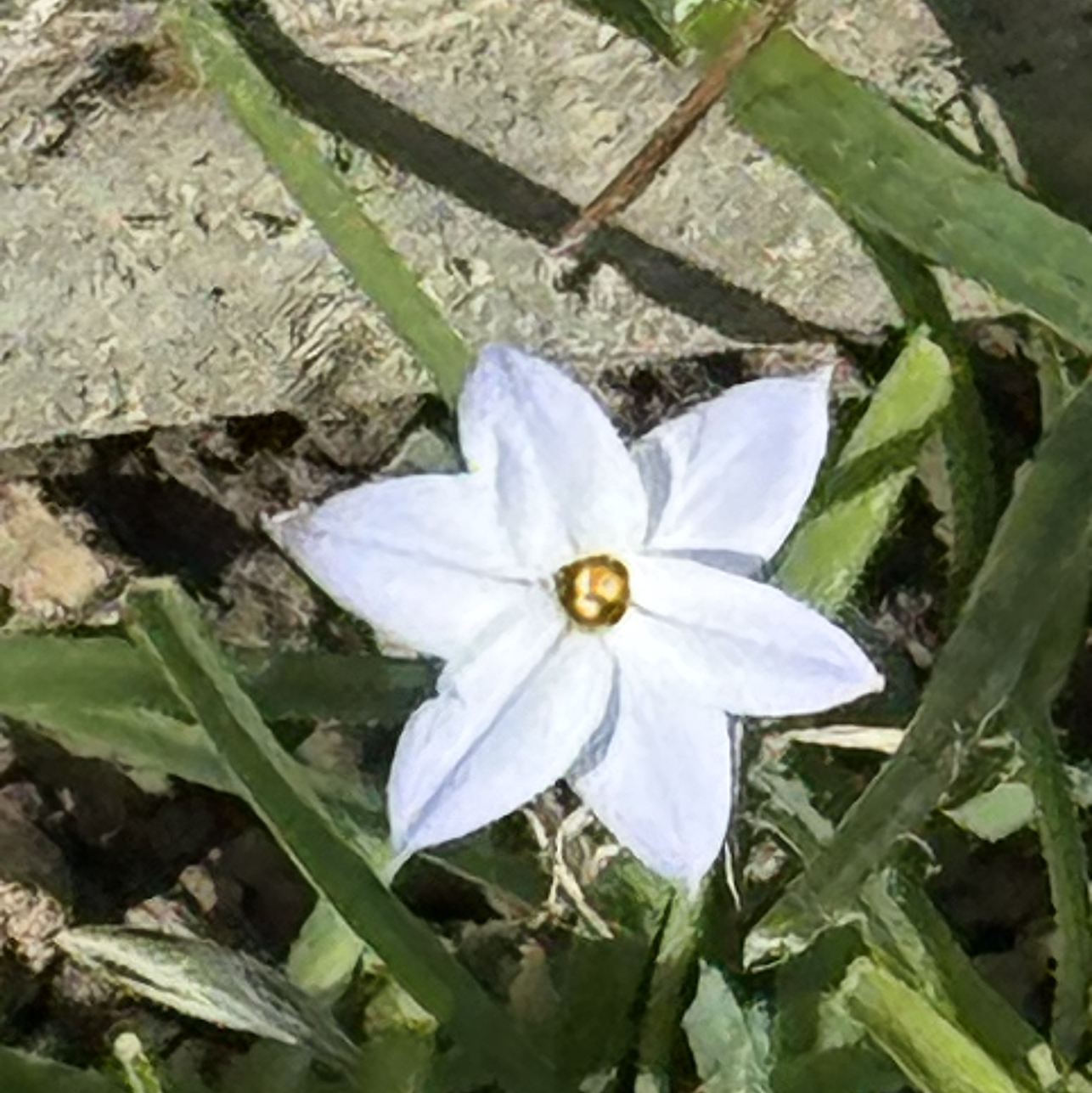 Photo of the plant species Potato Vine by @HotAntplant34 named Walt on Greg, the plant care app