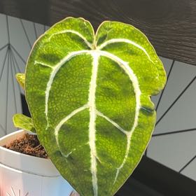 Photo of the plant species Anthurium hybrid by @LeadAtom81 named Sage on Greg, the plant care app