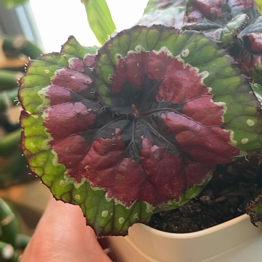 Photo of the plant species Begonia 'Macarena' by @LeadAtom81 named da Vinci on Greg, the plant care app