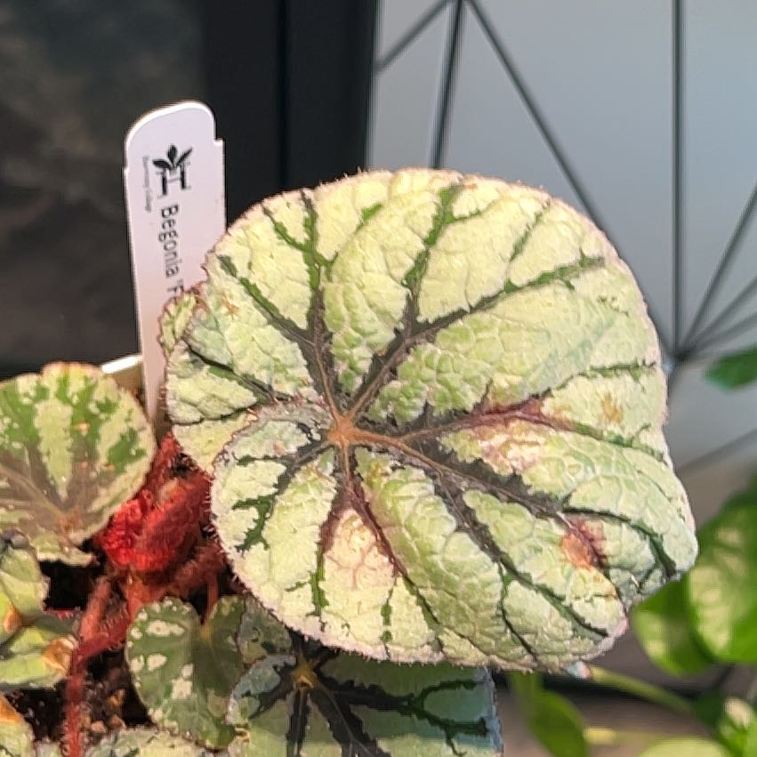 Photo of the plant species Begonia 'Fedor' by @LeadAtom81 named Drake on Greg, the plant care app