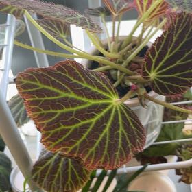 Photo of the plant species Begonia chloroneura by @LeadAtom81 named Forrest on Greg, the plant care app