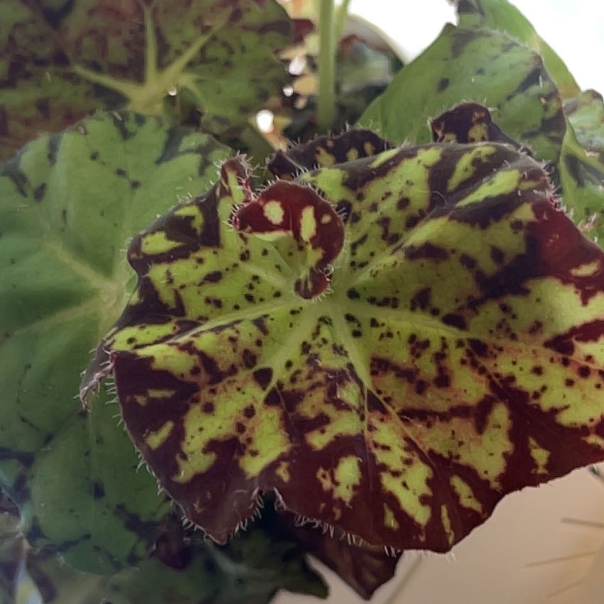 Photo of the plant species Begonia 'Amelia's Kaleidoscope' by @LeadAtom81 named Denali on Greg, the plant care app