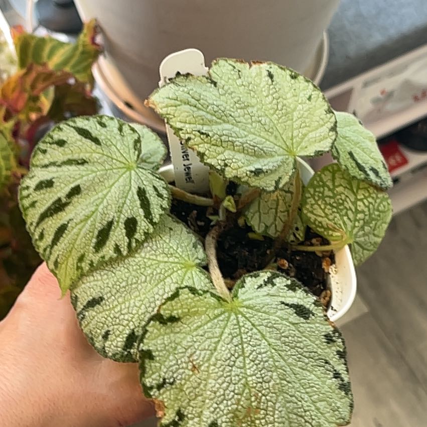 Photo of the plant species Begonia 'Silver Jewel' by @LeadAtom81 named Huckleberry Fern on Greg, the plant care app