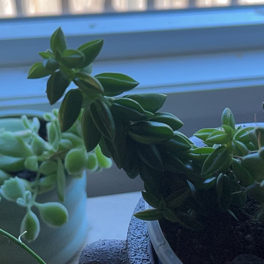 Photo of the plant species Prayer Pepper by @TastyFernmoss9 named Beckham on Greg, the plant care app