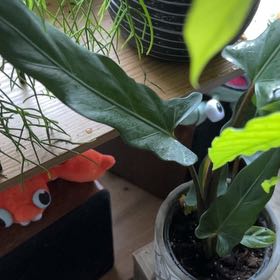 Photo of the plant species Purple Sword by @TastyFernmoss9 named Bertie on Greg, the plant care app