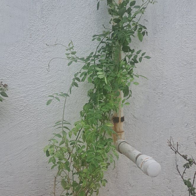 Photo of the plant species Butterfly Pea by @BriskWeed34 named Mother plant on Greg, the plant care app