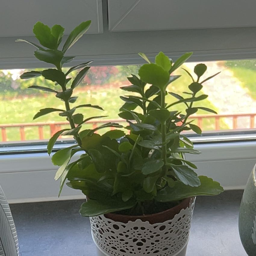Photo of the plant species Kalanchoe by @AgelessLipandra named Sahara on Greg, the plant care app