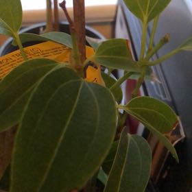 Photo of the plant species Cinnamon by @ModestCaucalis named Kobe on Greg, the plant care app