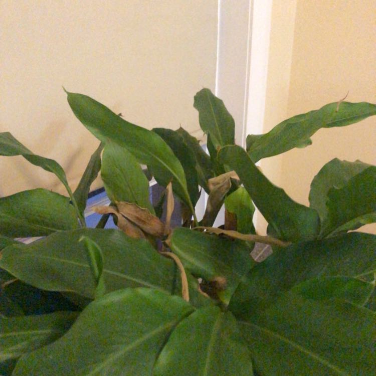 Photo of the plant species Elettaria Cardamomum by @ModestCaucalis named Lebron on Greg, the plant care app