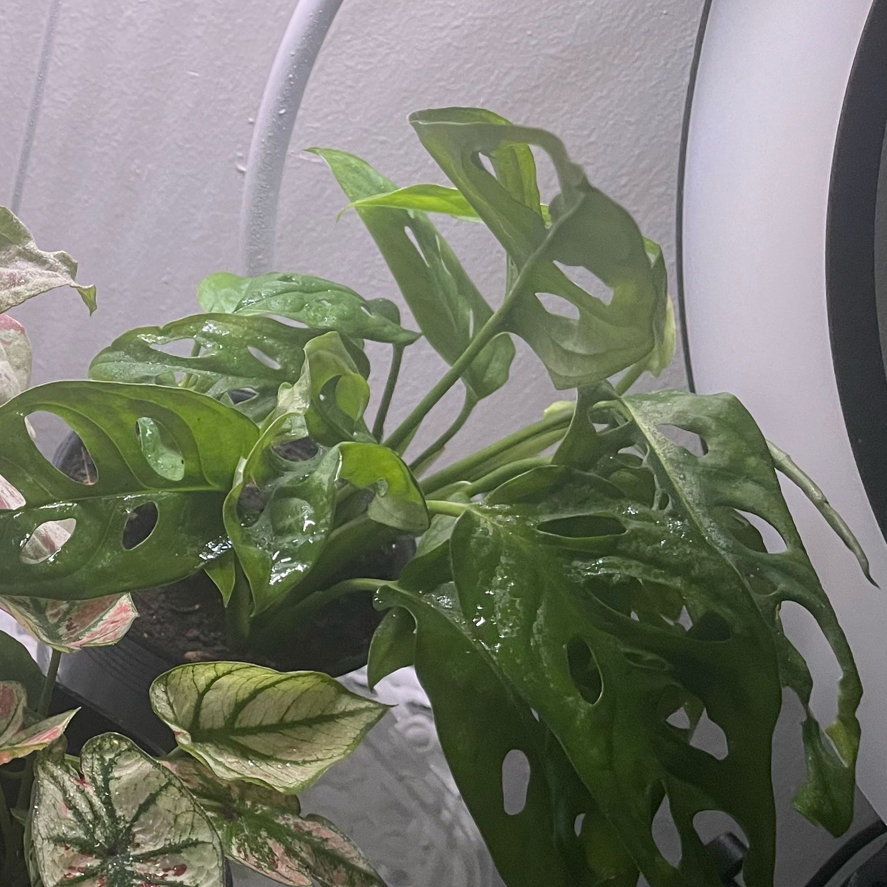 Photo of the plant species Swiss Cheese Plant by @TotallyAnacua0 named Coco on Greg, the plant care app