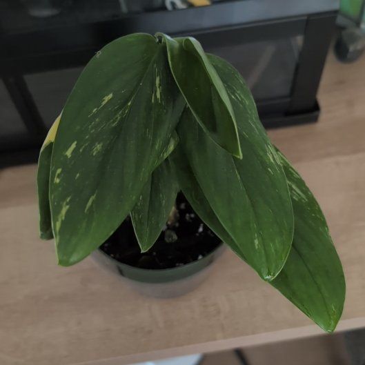 Photo of the plant species Five Holes Plant by @ErinPlants named Sigmund on Greg, the plant care app