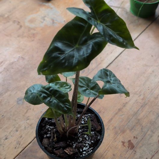 Photo of the plant species Elephant Ear 'Ivory Coast' by @ErinPlants named Hemingway on Greg, the plant care app