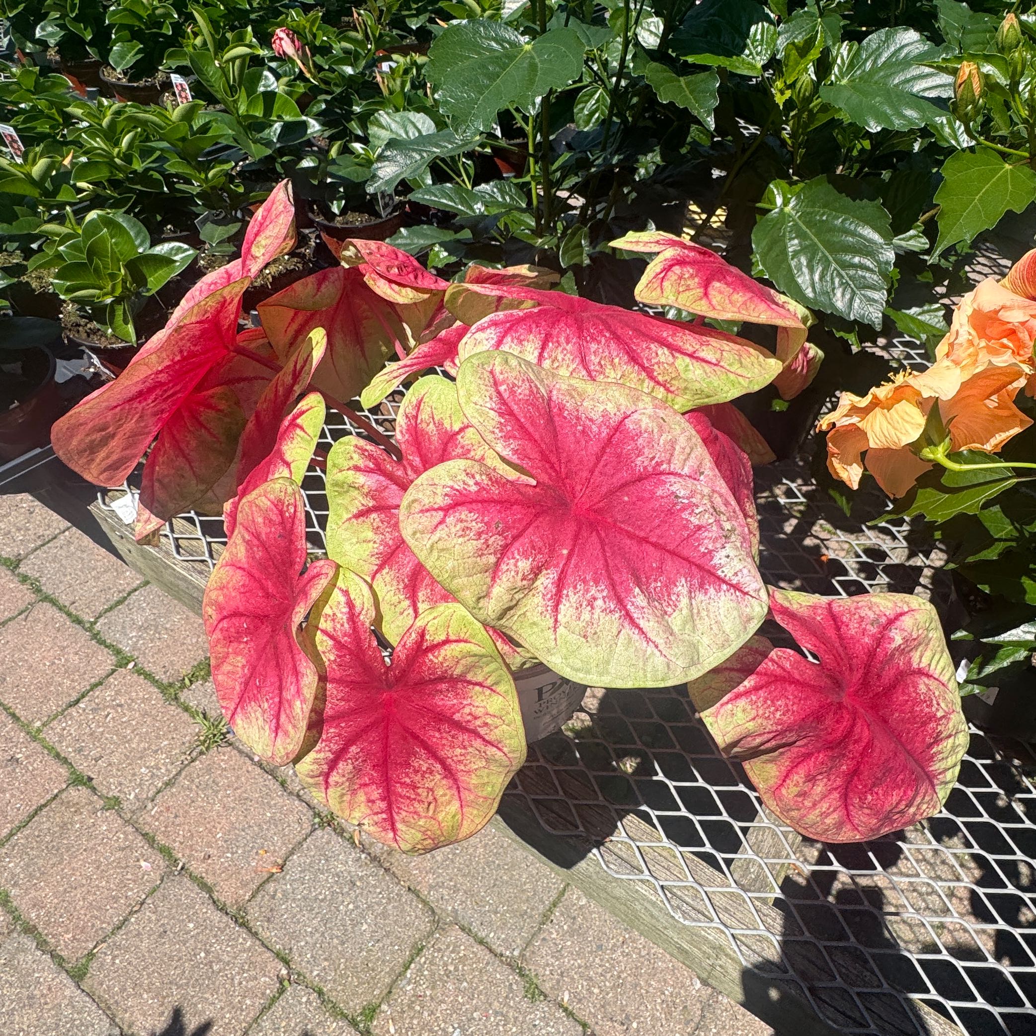 Photo of the plant species Caladium 'Lemon Blush' by @ElderSnakeberry named 🍉 on Greg, the plant care app
