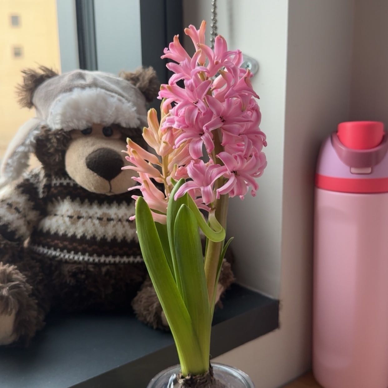 Photo of the plant species Hyacinth by @ElderSnakeberry named Ronaldo on Greg, the plant care app