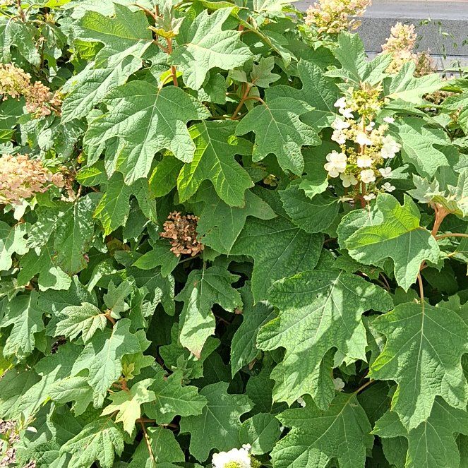 Photo of the plant species Oakleaf Hydrangea by @AdonicPersia31 named da Vinci on Greg, the plant care app