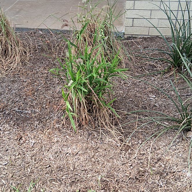 Photo of the plant species Kikuyugrass by @AdonicPersia31 named Harry on Greg, the plant care app