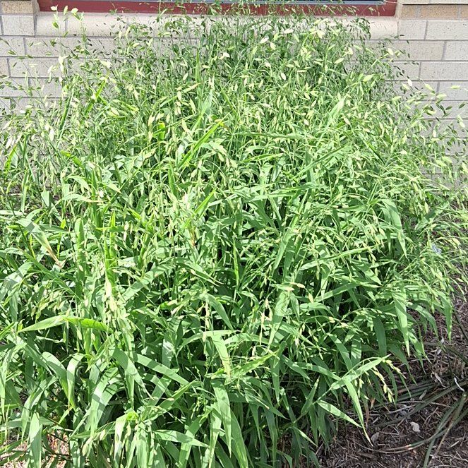 Photo of the plant species Reed Canarygrass by @AdonicPersia31 named Taylor Swift on Greg, the plant care app