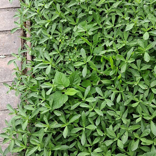 Photo of the plant species Alligatorweed by @AdonicPersia31 named Denali on Greg, the plant care app