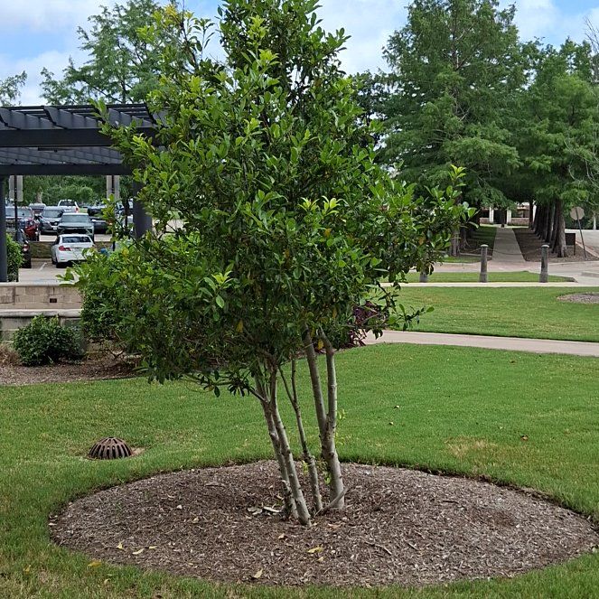 Photo of the plant species Sweetbay Magnolia by @AdonicPersia31 named Fernie Mac on Greg, the plant care app